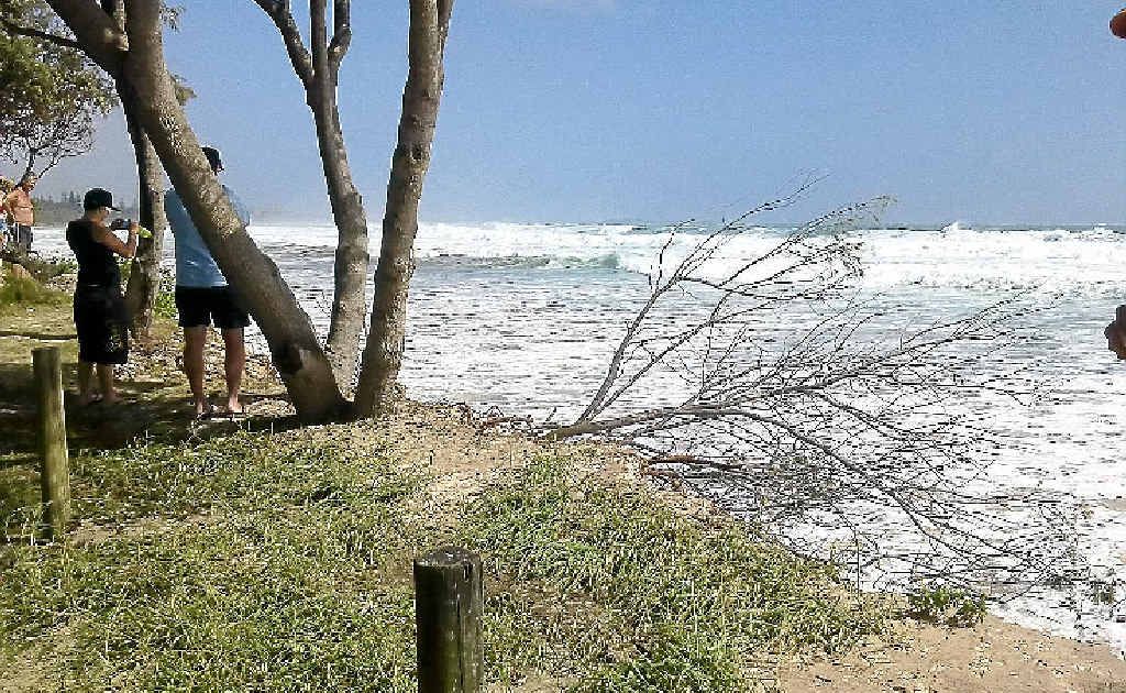 Campers at Kingscliff Beach Holiday Park watched as the ocean claims another tree and more land in the huge swell over Christmas. 
